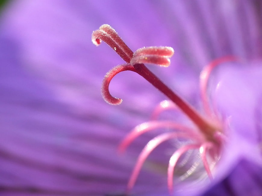 Macro Close-Up of Purple Flower Stigma and Stamens