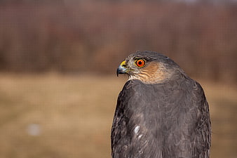Close-up portrait of a hawk with intense orange eyes