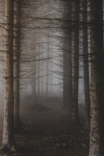 Mysterious Foggy Forest Path with Tall Trees