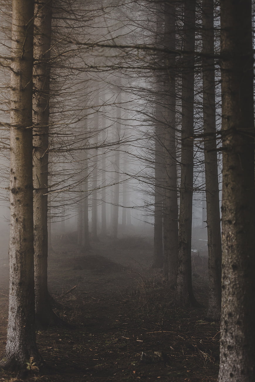 Mysterious Foggy Forest Path with Tall Trees