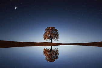 Lone autumn tree reflected in calm lake under starry night sky