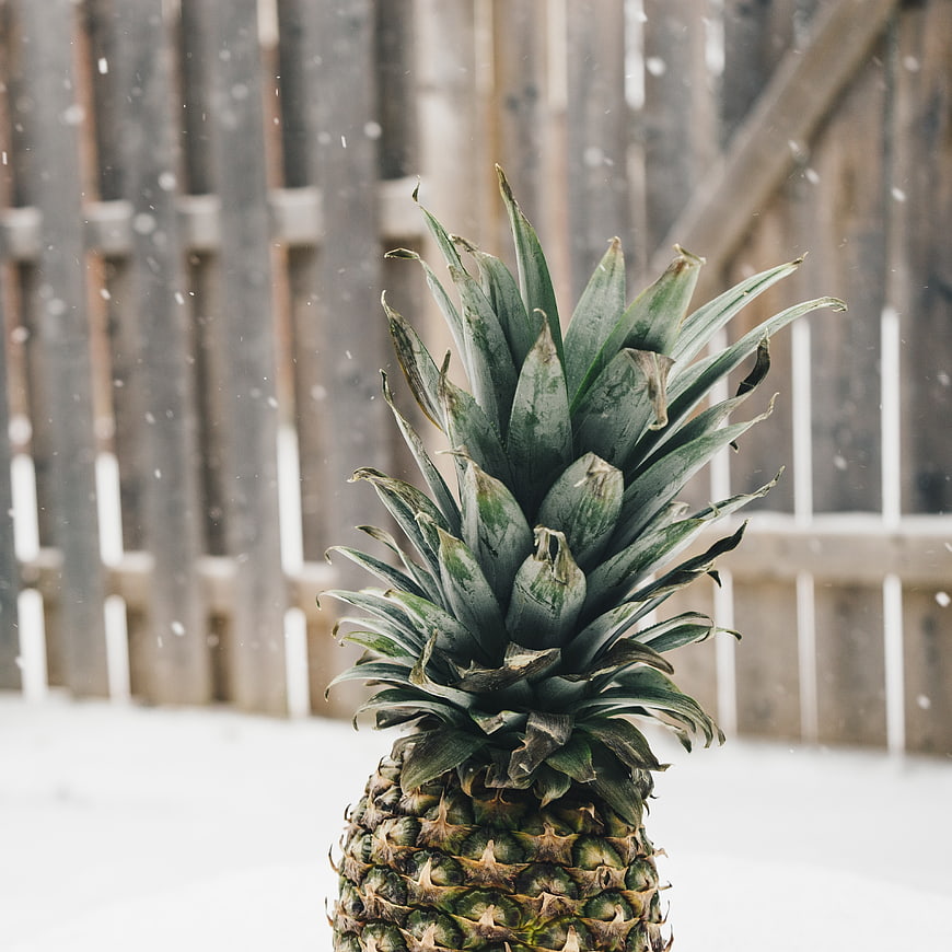 Pineapple in Snow with Wooden Fence Background