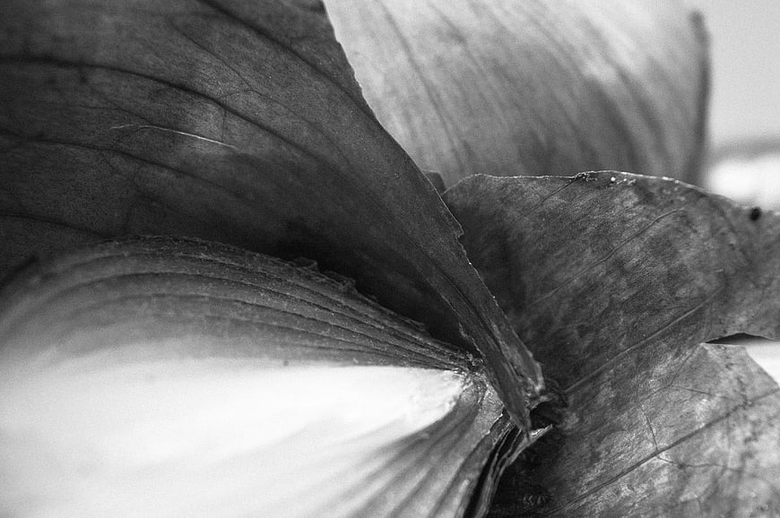 Close-up black and white macro of onion layers