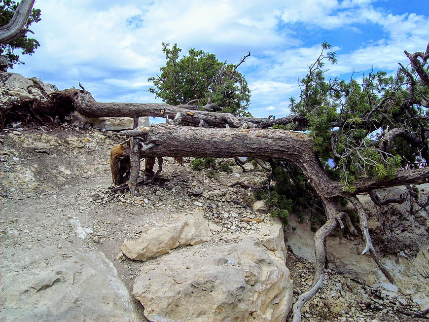 Weathered juniper tree on rocky Grand Canyon trail