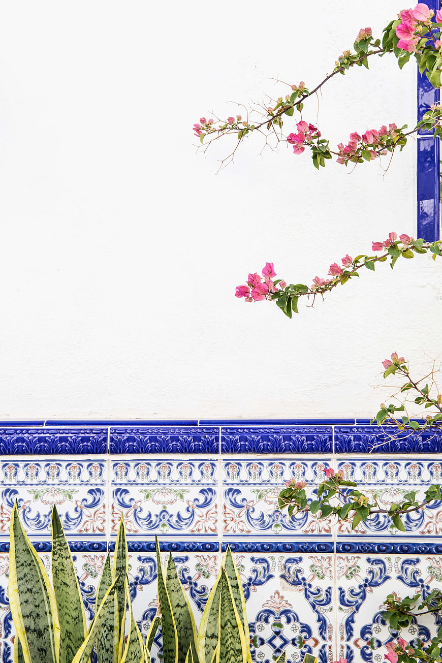 Pink Bougainvillea Flowers on White Wall with Blue Tiles