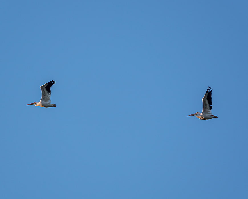 Two White Pelicans Flying in Blue Sky