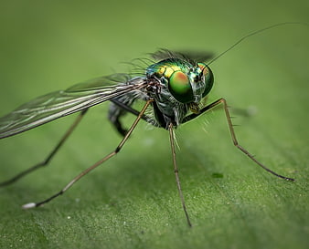 Macro Photography of a Green Metallic Fly on a Leaf