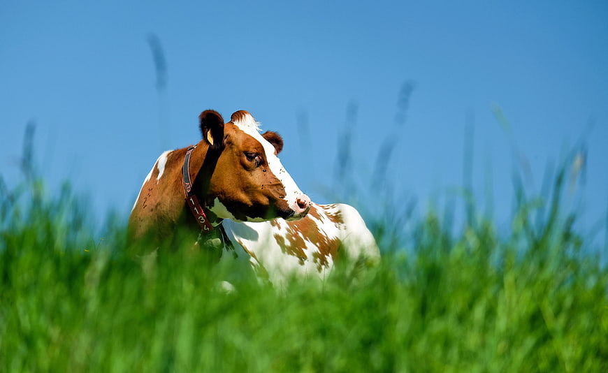 Brown and white cow lying in green pasture under blue sky