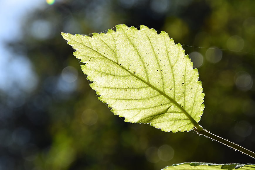 Backlit Green Leaf with Intricate Veins and Bokeh Background