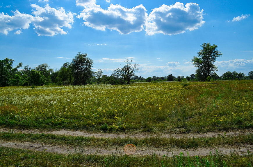 Summer meadow landscape with wildflowers and blue sky