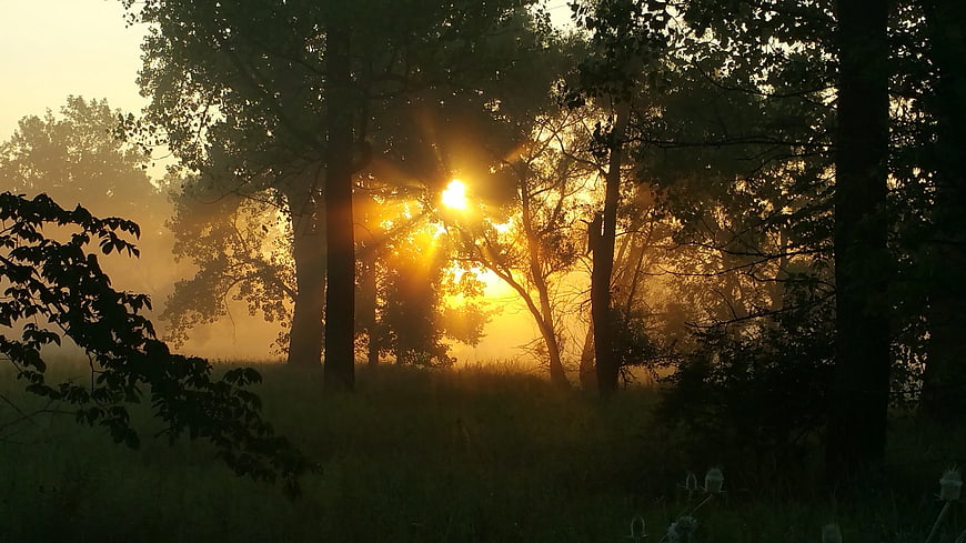 Golden sunrise rays through misty forest trees