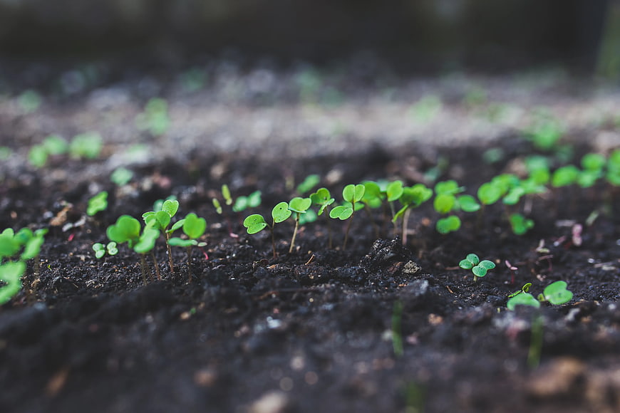 Young green seedlings sprouting in dark soil