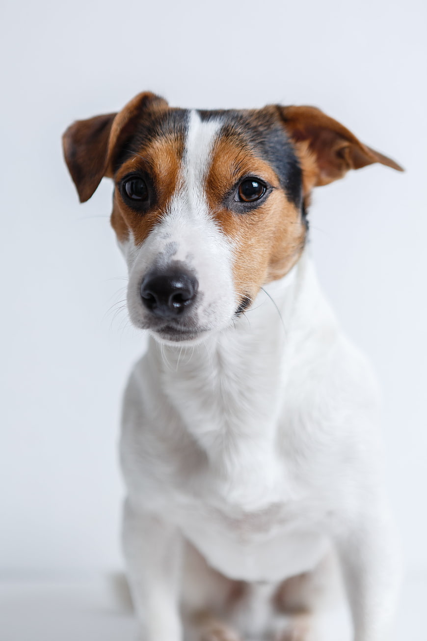 Portrait of a Jack Russell Terrier on White Background