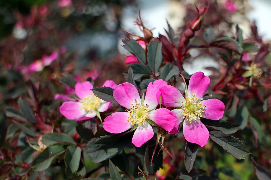Pink and White Wild Rose Flowers in Bloom