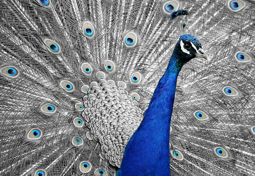 Blue Peacock with Monochrome Fan Display