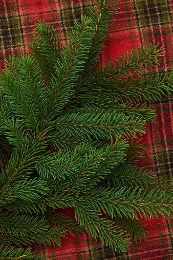 Fresh Pine Branches on Red Plaid Tartan Background