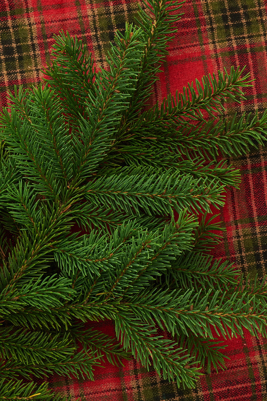 Fresh Pine Branches on Red Plaid Tartan Background