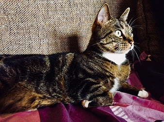 Curious Tabby Cat Lying on Purple Blanket