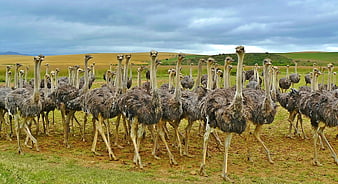 Large flock of ostriches walking in a grassy field