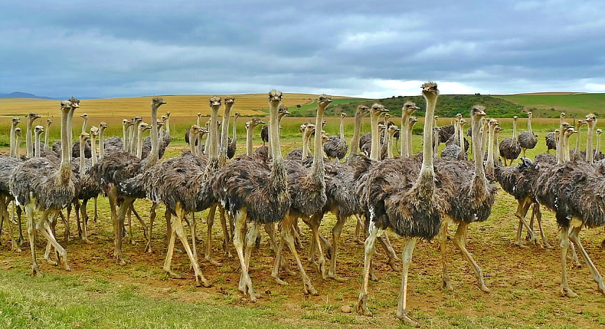 Large flock of ostriches walking in a grassy field