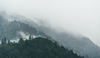 Misty Mountain Forest Landscape with Fog and Trees