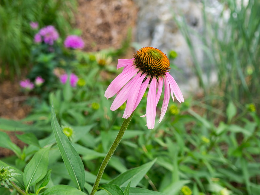 Close-up of a pink coneflower in a garden