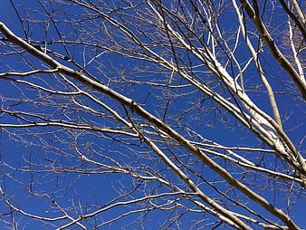 Bare tree branches against a clear blue sky