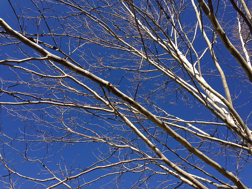 Bare tree branches against a clear blue sky