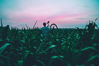 Man with Bicycle in Cornfield at Sunset