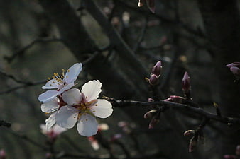 White almond blossoms on a dark branch in spring