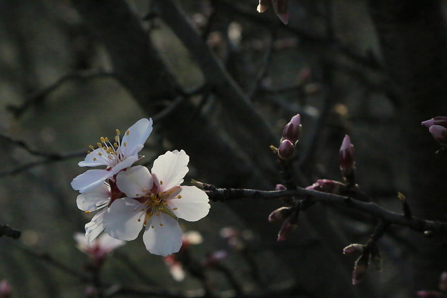 White almond blossoms on a dark branch in spring