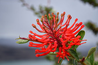 Vibrant Red Coral Tree Flower Close-Up