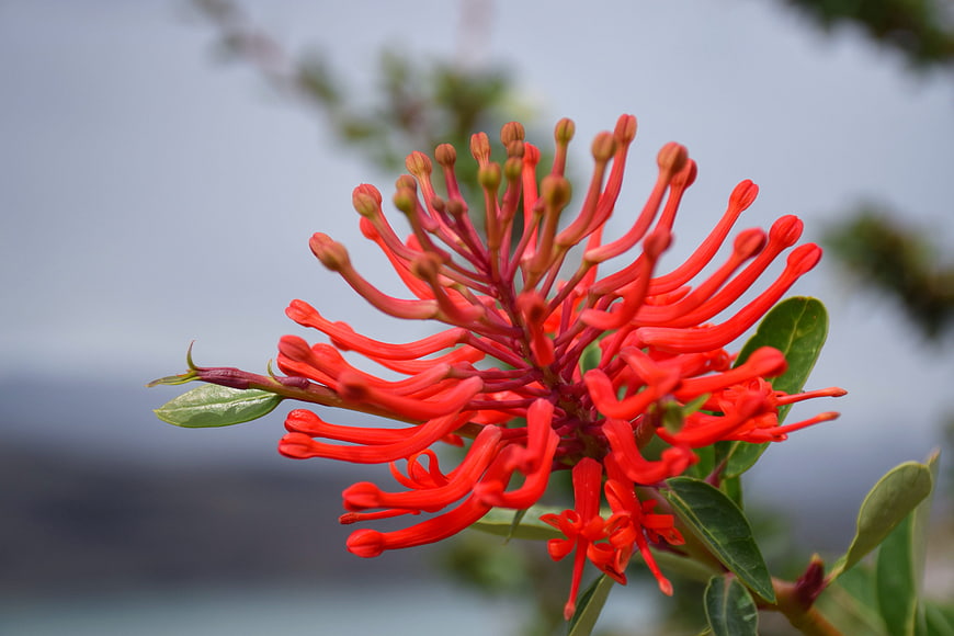 Vibrant Red Coral Tree Flower Close-Up