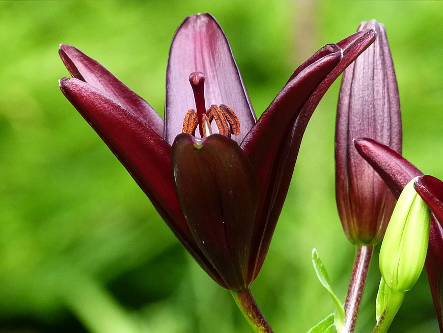 Close-up of dark purple Fritillaria flower with green background