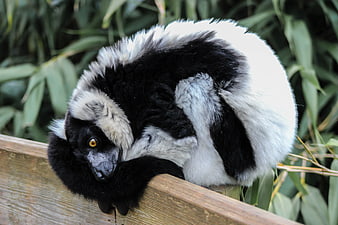 Black and white ruffed lemur resting on wooden railing