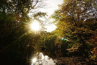Sunlight streaming through autumn trees over a calm river