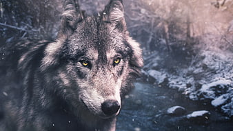 Close-up portrait of a grey wolf in snowy winter forest