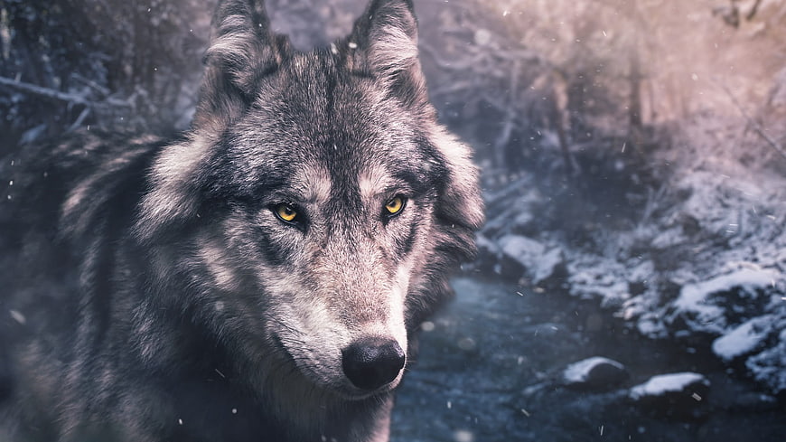 Close-up portrait of a grey wolf in snowy winter forest