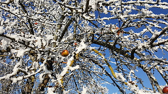 Snow-covered apple tree branches against a clear blue winter sky