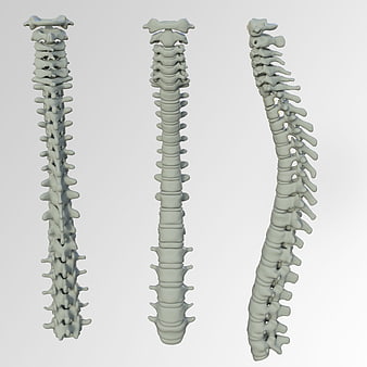 3D Render of Human Spine Anatomy from Multiple Angles