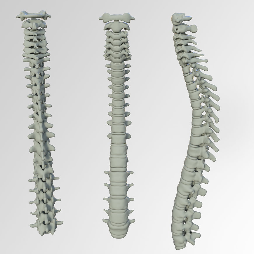 3D Render of Human Spine Anatomy from Multiple Angles