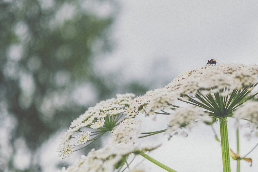Bee on white cow parsley flower with blurred background