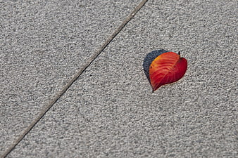 Single red autumn leaf on gray concrete pavement