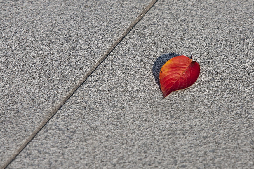 Single red autumn leaf on gray concrete pavement