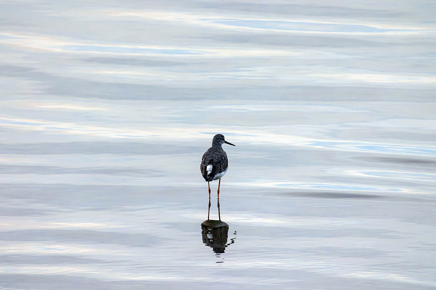Solitary Black-winged Stilt Standing on Rock in Calm Water