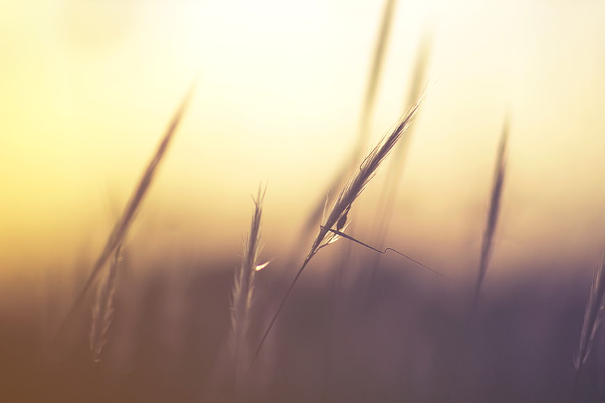 Golden hour grass silhouette with soft bokeh background