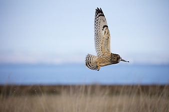 Short-eared Owl in Flight Over Marshland