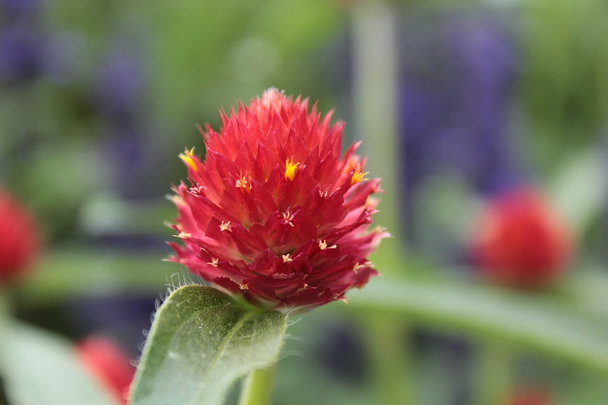 Close-up of vibrant red globe amaranth flower