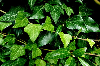 Close-up of Green Ivy Leaves with Dark Background