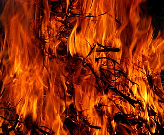 Close-up of intense orange flames and burning twigs